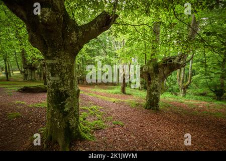 Landscape leafy beech forest in Urkiola Nature Park, Basque Country, Spain Stock Photo