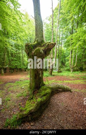 Landscape leafy beech forest in Urkiola Nature Park, Basque Country, Spain Stock Photo