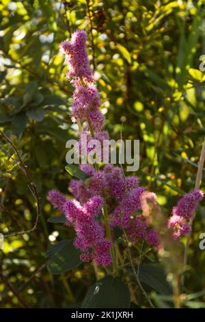 The vertical macro of the spiraea salicifolia growing before the green leaves under the sunlight Stock Photo