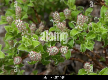 Female Pyrenean Willow, Salix pyrenaica in flower. Stock Photo