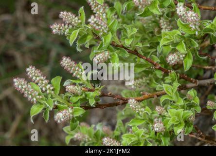 Female Pyrenean Willow, Salix pyrenaica in flower. Stock Photo