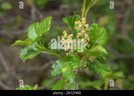 Alpine currant, Ribes alpinum in flower among rocks. Pyrenees. Stock Photo