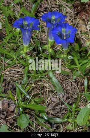 Narrow-leaved Trumpet Gentian, Gentiana angustifolia, in flower on limestone, Vercors Mountains, France. Stock Photo