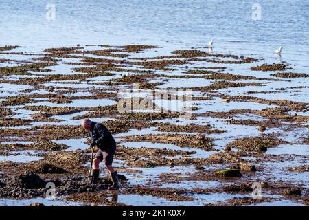 Oyster Catcher working in the morning on the beach Stock Photo