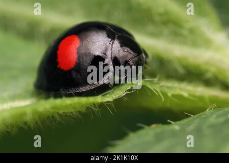 Kidney-spot Ladybird (Chilocorus renipustulatus) on edge of leaf. Tipperary, Ireland Stock Photo