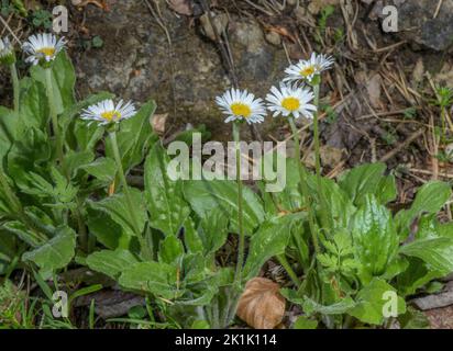 White false aster, Aster bellidiastrum, in flower. Vercors. Stock Photo