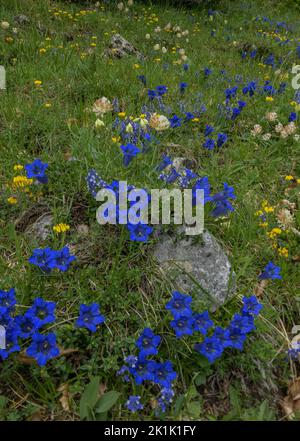 Narrow-leaved Trumpet Gentian, Gentiana angustifolia in spectacular display, with other flowers including Horseshoe vetch, Hippocrepis comosa, on lime Stock Photo