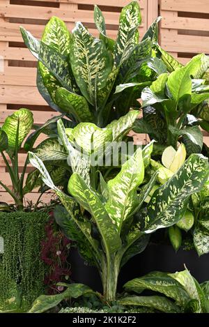 Different types of the house plant of the Diffenbachia. Stock Photo