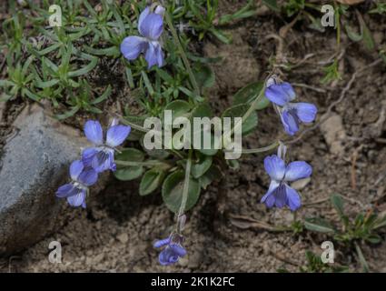 Teesdale Violet, Viola rupestris in flower in limestone grassland. Stock Photo