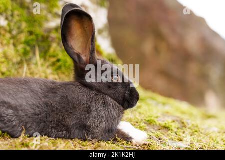 Resting cute dark brown rabbit with white paws on a green meadow in the park close-up Stock Photo