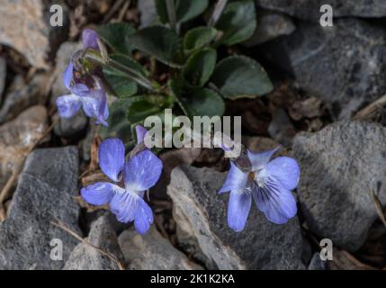 Teesdale Violet, Viola rupestris in flower in limestone grassland. Stock Photo