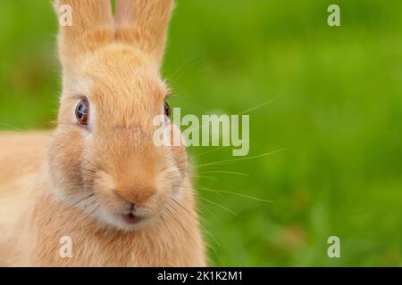 Smiling funny red rabbit looking at the camera on the background of green grass of a summer meadow close-up. Copy space Stock Photo