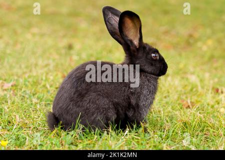 A pretty brown rabbit with big ears sitting on a green summer meadow with fresh grass. Dark nice bunny close-up Stock Photo