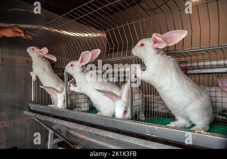 White Pannon Rabbit Breed. Three rabbits are standing near the cages. Breeding rabbits on the farm.  Stock Photo