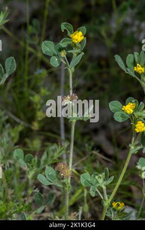 Bur Medick, Medicago minima, in flower and fruit in dry grassland. Occurs up to 1600m. Stock Photo