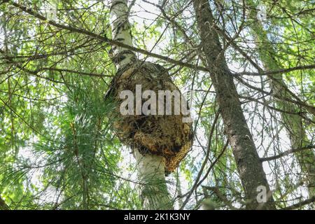 Large caps on the trunk of a birch tree. Burls birch. Stock Photo