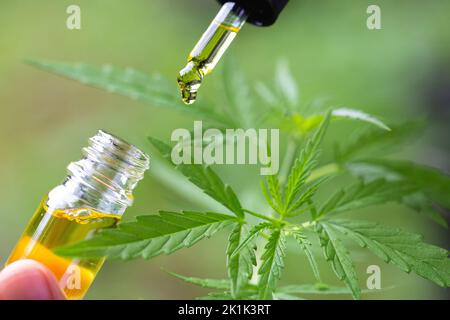 Hemp oil., Hand holding bottle of Cannabis oil against Marijuana plant, CBD oil pipette. Stock Photo