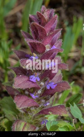 Pyramidal Bugle, Ajuga pyramidalis, in flower in mountain grassland. Stock Photo