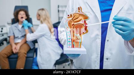 Oral cavity anatomical model and throat inspection spatula in doctor hands. Otolaryngologist examines boy's throat Stock Photo