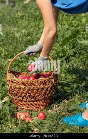 woman putting red apples in a basket. wicker basket with apples Stock Photo