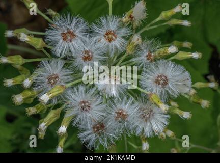 White butterbur, Petasites albus in fruit. Vercors Mountains. Stock Photo