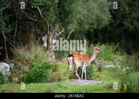 Portrait of a young fallow deer standing in the forest, Kerry, Ireland Stock Photo