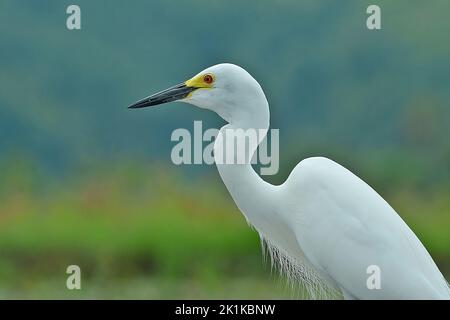 Profile portrait of a Great white egret in a paddy field, Indonesia Stock Photo