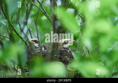 Two long-tailed shrike chicks sitting in a bird's nest, Indonesia Stock Photo