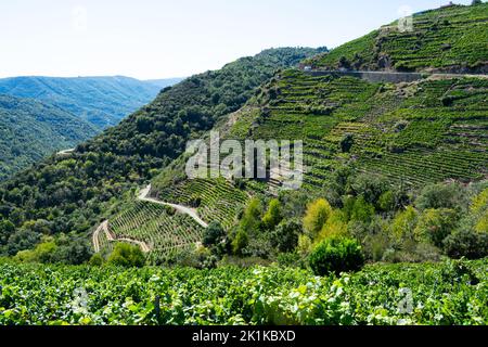 Aerial view of vineyards, Ribeira Sacra, Ourense, Galicia, Spain Stock Photo