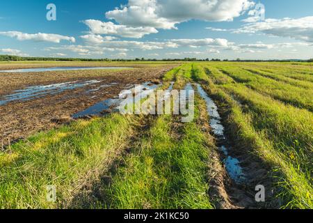 Flooded field and green meadow after rain, September rural view in eastern Poland Stock Photo