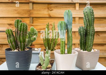 Several potted cereus opuntia microdasys cacti with sharp points in porcelain pots and unvarnished wooden background Stock Photo