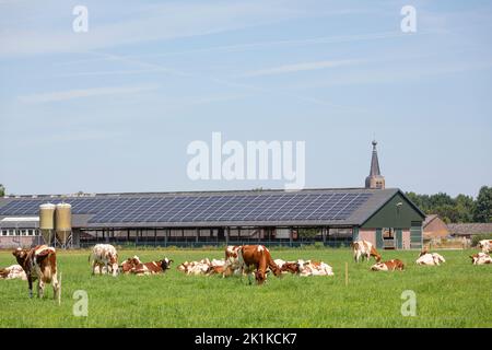 Cows grazing in front of a farm stable with PV panels in the Netherlands Stock Photo