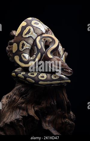 Ball python coiled on a tree branch, Indonesia Stock Photo
