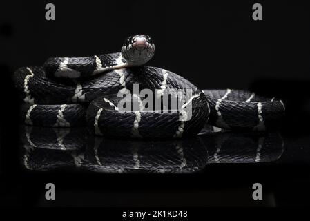 Black mangrove cat snake on black background Stock Photo