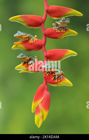 Four dumpy tree frogs on a heliconia plant, Indonesia Stock Photo