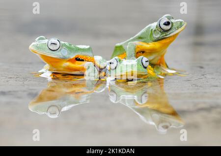 Three tree frogs sitting in a puddle looking in different directions, Indonesia Stock Photo