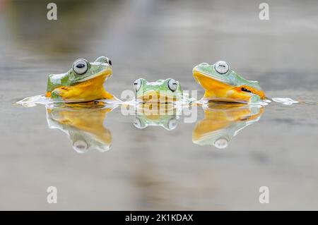 Three tree frogs sitting in a puddle looking ahead, Indonesia Stock Photo