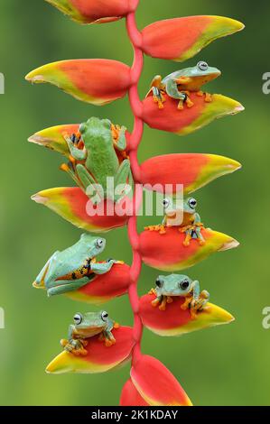 Six dumpy tree frogs on a heliconia plant, Indonesia Stock Photo