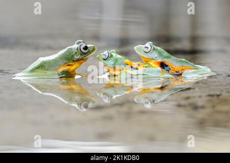 Three tree frogs sitting in a puddle, Indonesia Stock Photo