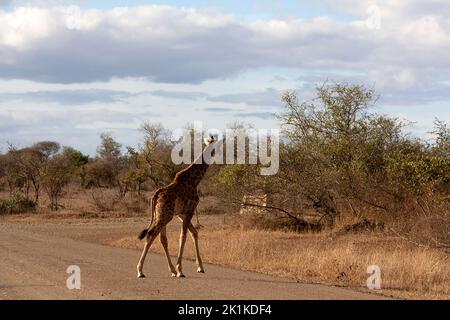 Giraffe crossing a road, Kruger National Park, South Africa Stock Photo