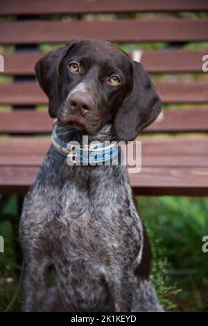 German Shorthaired Pointer,Portrait of Kurtzhaar against the background of a wooden bench in a public park. Stock Photo