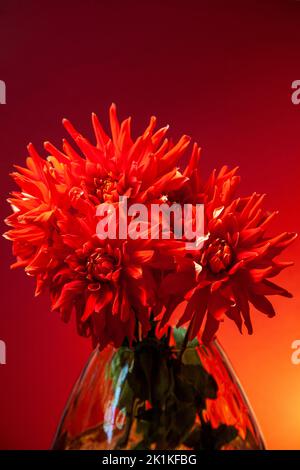 Red Dahlias in Vase Stock Photo