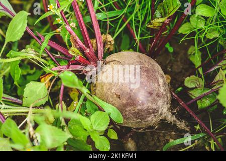 Fresh ripe red beetroot in the soil among green grass. Concept of biological agriculture, bio product, bio ecology, integrated farm. Close up Stock Photo