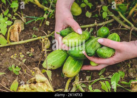 Fresh ripe cucumbers just picked in the hands of a girl. Concept of biological agriculture, bio products, bio ecology, vegetarian, vegan. Close up Stock Photo