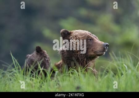 A young black grizzly bear cub walks through tall sedge grass in ...