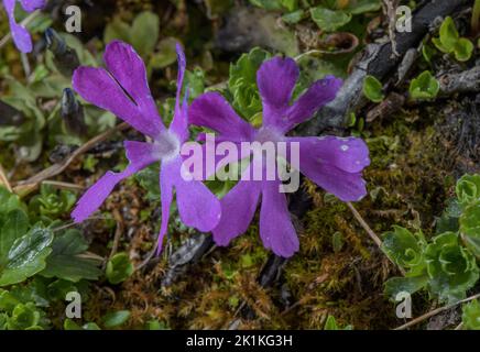 Least Primrose, Primula minima, on Grossglockner in the central Austrian Alps. Stock Photo