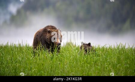 A mother and cub grizzly bear feed on the tall sedge grasses of a misty Smith Inlet in British Columbia Stock Photo