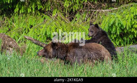 Lean on me! A young grizzly bear cub leans on its mother as she forages in deep sedge grass in BC's Great Bear Rainforest. Stock Photo