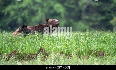 A wary female grizzly bear with her young cub sniffs the air as heavy rain falls in Smith Inlet in Canada's Great Bear Rainforest. Stock Photo
