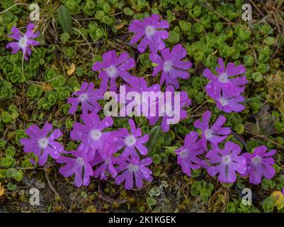 Least Primrose, Primula minima, on Grossglockner in the central Austrian Alps. Stock Photo